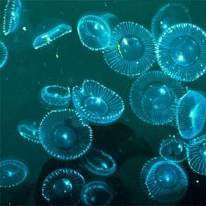 Эффективные медузы. Фото: http://www.vokrugsveta.ru
