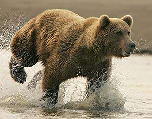 Медведь-гризли. Фото: http://zooclub.ru