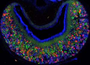 Рецепторы вомероназального органа мыши: каждый цвет соответствует отдельному типу рецепторов. (Фото авторов исследования.)