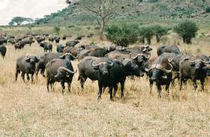 Сколько буйволов в стаде, можно посчитать по ДНК у них под ногами (фото davidgardener).