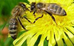 В Британии разработана вакцина на укусы пчел и ос. Фото: KM.RU 