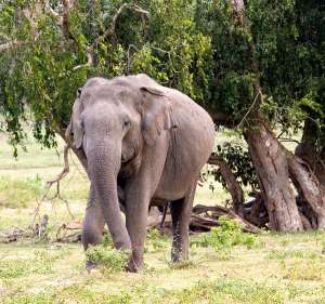 Индийский (азиатский) слон (фото oggywaffler).