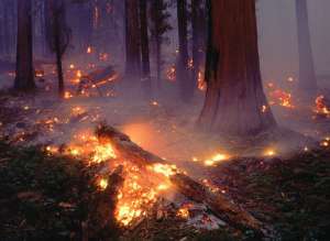 Лесной пожар. Фото: http://madeinpiter.ru