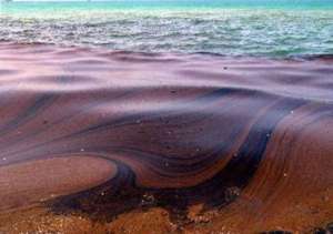 Нефть на воде. Фото: http://kurnews.ru
