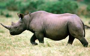 Носорог. Фото: http://www.africa.org.ua
