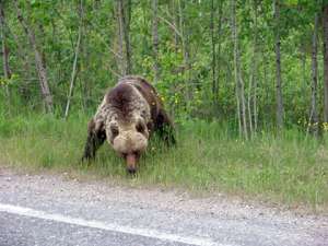 Медведь у дороги. Фото: http://bnkomi.ru