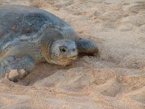 Зелёная черепаха, отложив яйца, возвращается в море. (Фото Drew Avery.)
