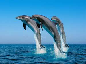 Дельфины. Фото: http://vospitatel.com.ua