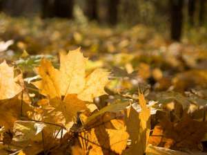 Осенняя листва. Фото: http://photowall.ru