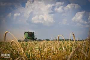 Кубанские ученые вывели новые сорта пшеницы. Фото: ЮГА.ру