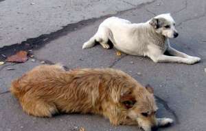 Бездомные собаки. Фото: http://www.superomsk.ru