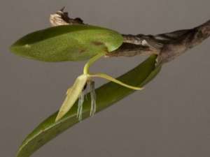 Bulbophyllum nocturnum. Фото: http://ssrv.sk/