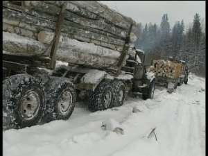 17 видеокамер будут следить за лесами в режиме онлайн. Фото: Вести.Ru