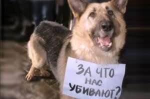 Бездомные собаки. Фото: http://pravdu.com.ua