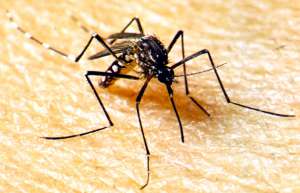 Почти 50 городов Бразилии находятся на пороге эпидемии лихорадки денге. Фото: http://www.doctoribolit.ru