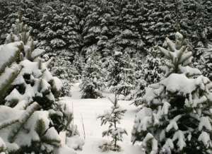 Молодые елки пол снегом. Фото: http://kards.qip.ru