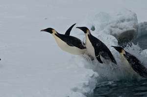 Императорские пингвины выходят на сушу. (Фото Robert Cave.)