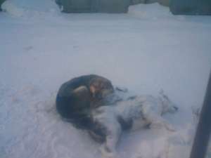 В Якутске пес охраняет покой своего мертвого собрата. Фото: http://sakhanews.ru