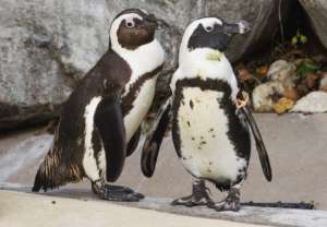 Пингвины в зоопарке. Фото: http://cryazone.com