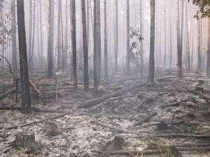 Сгоревший лес. Фото: http://natura.spb.ru