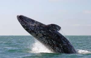 Серые киты. Фото: http://www.ontheroadin.com