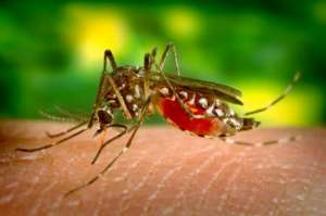 Малярийный комар. Фото: http://interesnienovosti.ru
