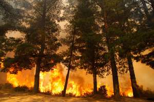 Лесные пожары в Чили. Фото: http://fototelegraf.ru