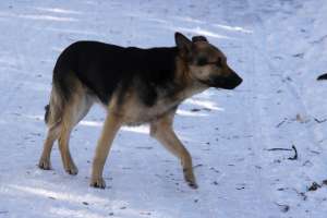 Бездомная собака зимой. Фото: http://www.torange.ru