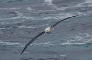 Странствующий альбатрос (фото CJA Photo).