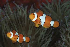 Рыбы-клоуны коралловых рифов сходят с ума из-за глобального потепления. (Фото CoralCoE.)