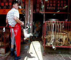 Собаки в Китае до сих пор идут на приготовление еды. Фото: rusforce.org