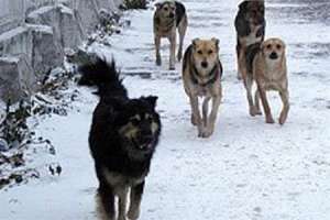 Бродячие собаки. Фото: http://obozrevatel.ua