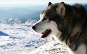Собака и мороз. Фото: http://wallpaper.goodfon.ru