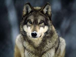 Волк. Фото: http://darkwolves.3dn.ru
