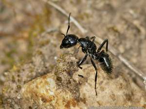 Муравей-древоточец Camponotus aethiops. Изображение с сайта perdidoenelamazonas.blogspot.com
