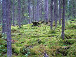 Экологи убедили лесопромышленников отказаться от рубки ценных лесов в пользу создания заказника. Фото: WWF