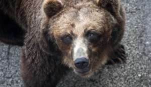 У базы отдыха на Камчатке бродит медведь-шатун. Фото: Голос России
