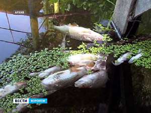 Калачеевский мясокомбинат заплатит штраф за массовую гибель рыбы. Фото: Вести.Ru