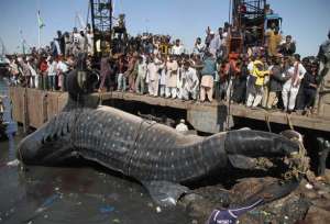 Пойманную рыбаками гигантскую китовую акулу вытаскивали из воды кранами. Фото: http://skuky.net