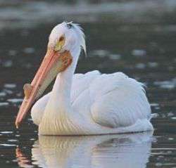 Кудрявый пеликан. Фото: http://newsland.ru