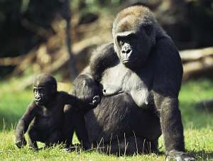 Западная равнинная горилла с детёнышем (фото Getty Images).