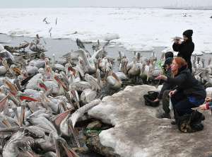 Кудрявые пеликаны в Дагестане. Фото: http://kp.ru