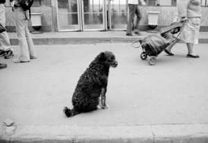 В Батайске принимают жестокие меры по уничтожению бродячих собак. Фото: http://www.yuga.ru