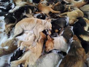 Мертвые собаки в Туле. Фото: http://mk.tula.ru