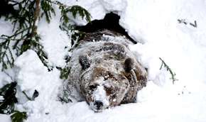 WWF: В Австрии вымерли бурые медведи. Фото: AFP / http://www.mignews.com