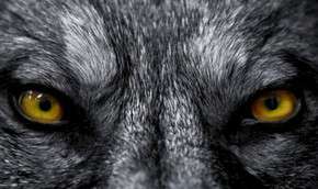 В Альпы вернулись дикие волки. Фото: Thinkstock / http://www.mignews.com