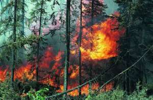 Лесной пожар. Фото: http://the-day-x.ru