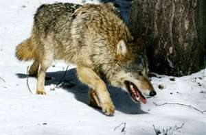 Бешеный волк. Фото: http://www.segodnya.ua