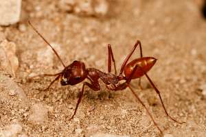 Один из муравьёв-бегунков (фото hugo D.).