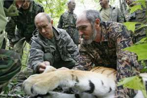 Владимира Путина обвинили в жестоком обращении с тигрицей. Фото: http://www.dp.ru